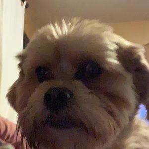 Meet your Posher, Bailey